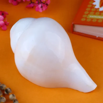 Natural Vamavarti Shankh ( Conch Shell) 12.5 Cm